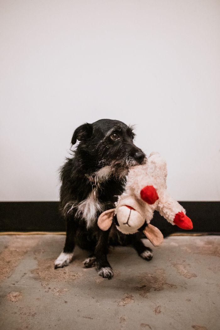 services-01 Cute black dog holding a plush toy inside, perfect pet moment captured.