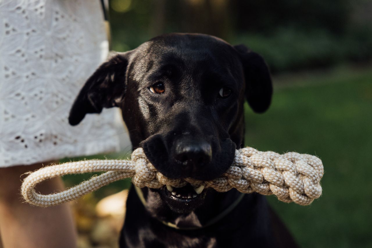 services-02 Close-up of a black dog enjoying a rope toy outdoors, showcasing playful behavior.