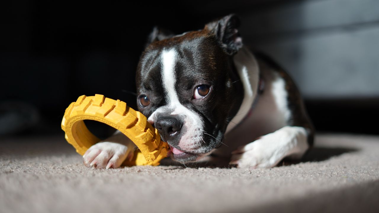 services-img Adorable Boston Terrier puppy playing with a yellow chew toy on a carpet indoors.